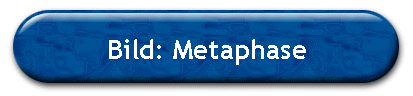 Bild: Metaphase