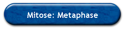 Mitose: Metaphase