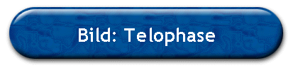Bild: Telophase