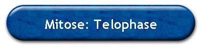 Mitose: Telophase